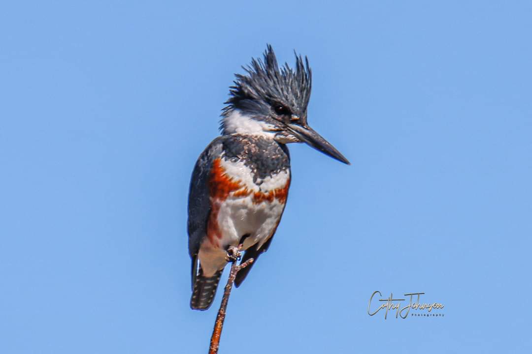 Female Belted Kingfisher Perched Beside The Brownwood Bridge