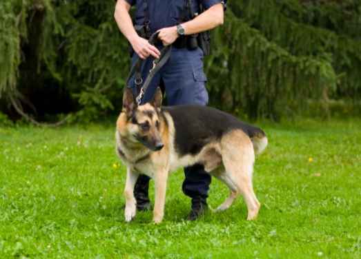K 9