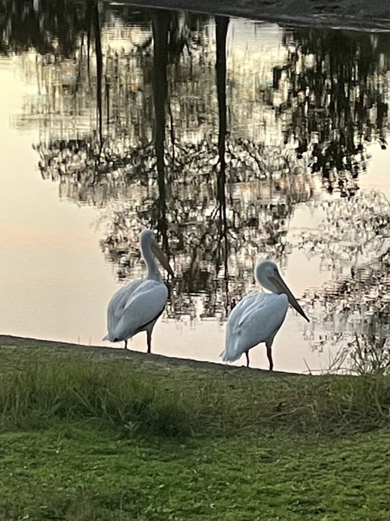Pair Of Pelicans In The Villages