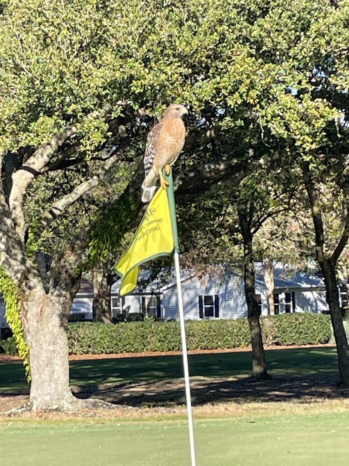 Red-Shouldered Hawk Perched On Pin At Chula Vista Executive Golf Course
