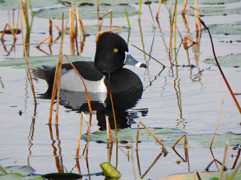 Ring-Necked Duck At Sharon Rose Wiechens Preserve