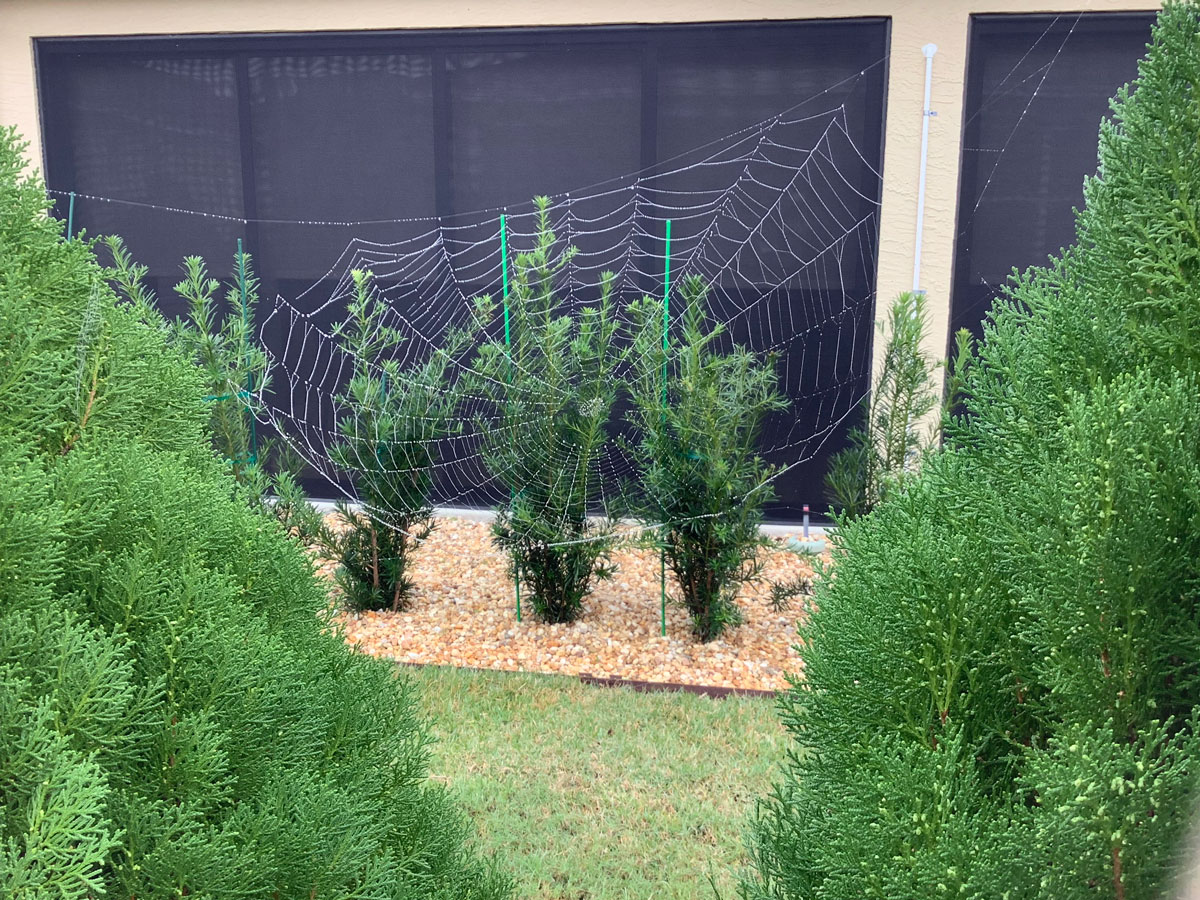 Spiderweb In The Village Of Hillsborough