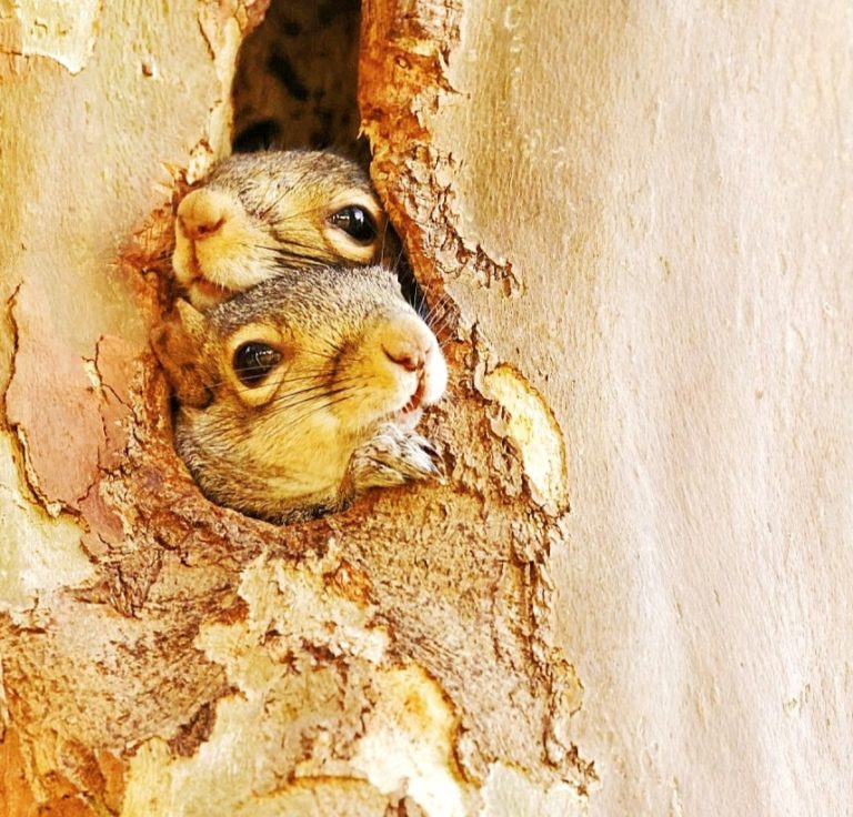 Squirrels Hiding In Tree In The Villages