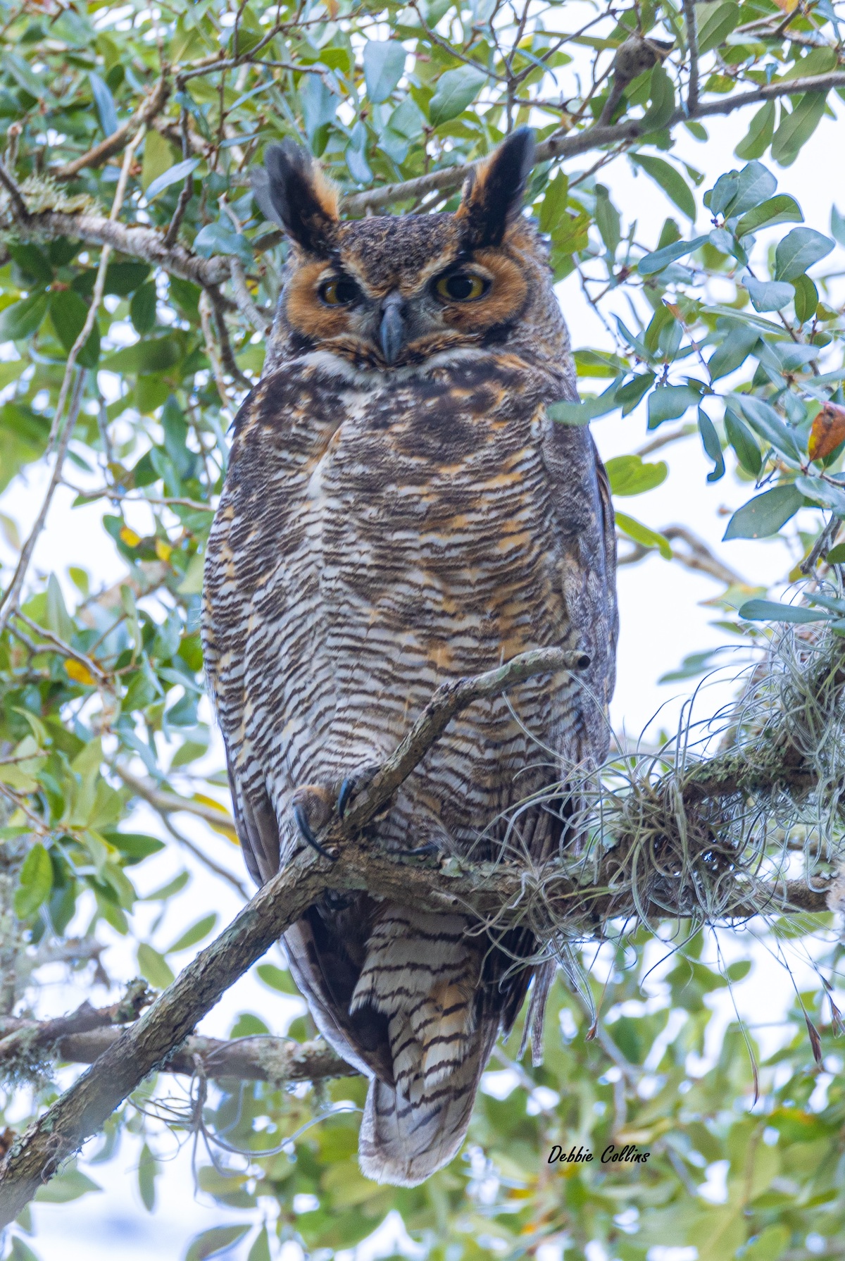 Stunning Great Horned Owl Posing At Lake Sumter Landing