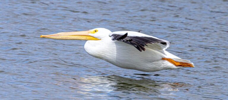 White Pelican Swimming Across Lake In The Villages