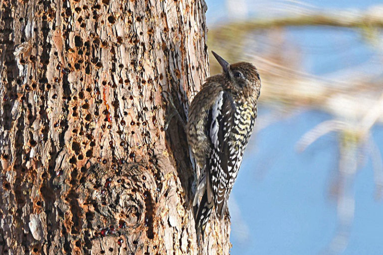 Yellow-Bellied Sapsucker At Ashland Pond In The Villages
