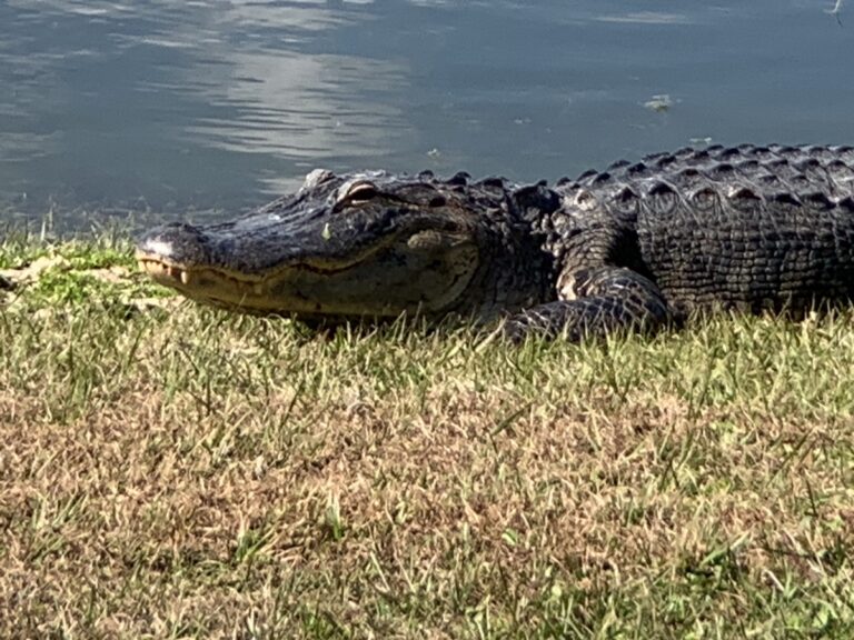 Alligator By Golf Pond Near The Sharon Rose Wiechens Preserve In The Villages