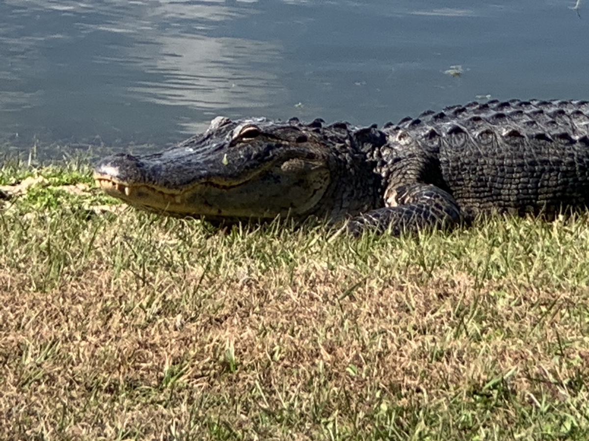 Alligator By Golf Pond Near The Sharon Rose Wiechens Preserve In The Villages