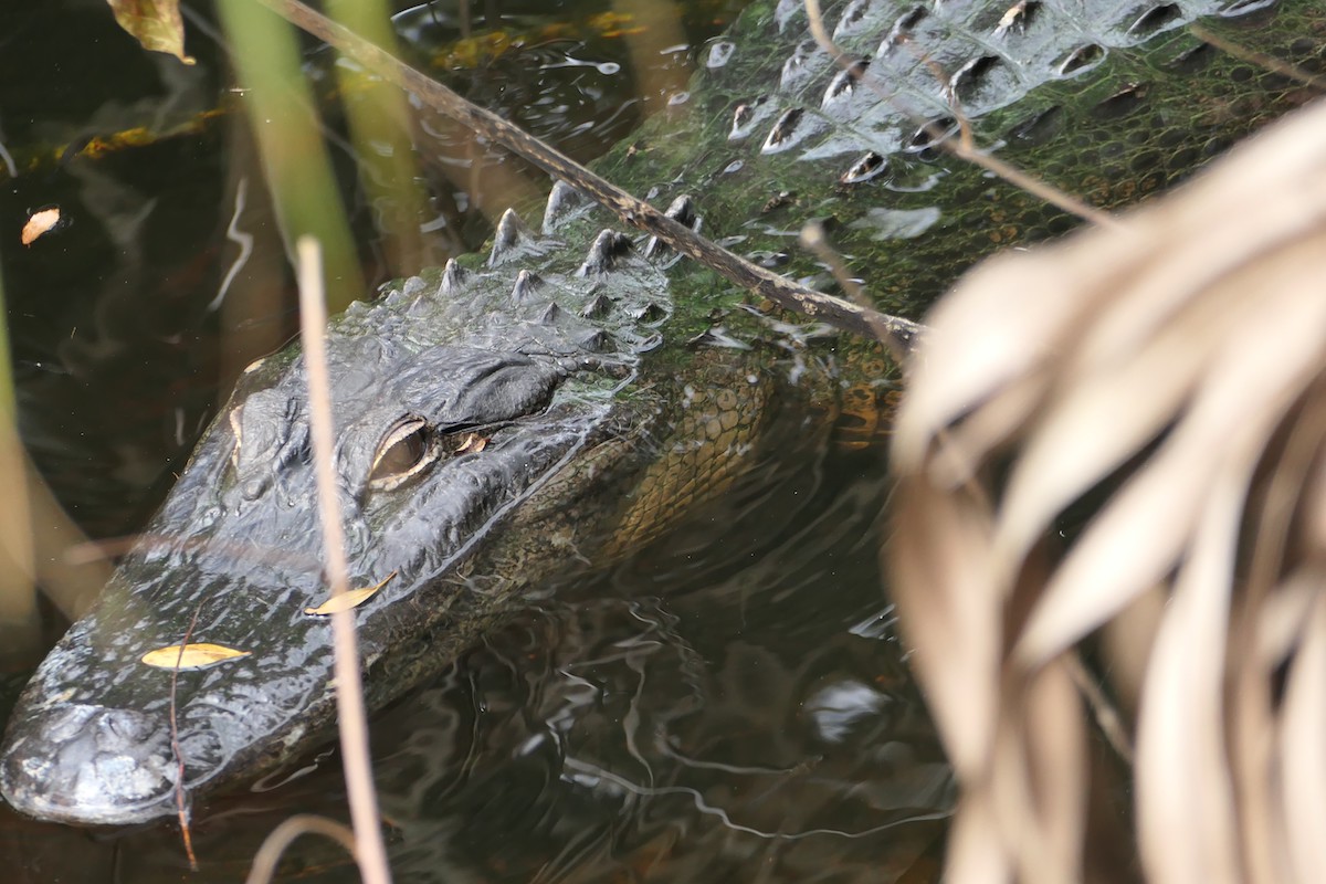 Alligator Posing At Fenney Nature Trail In The Villages