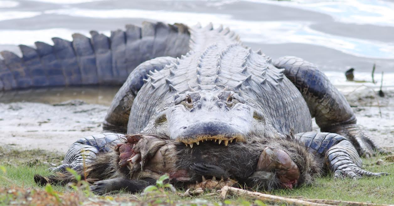 Alligator featured image