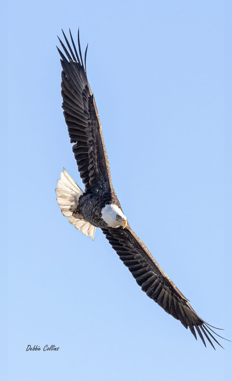 American Bald Eagle Soaring Over Sharon Rose Wiechens Preserve