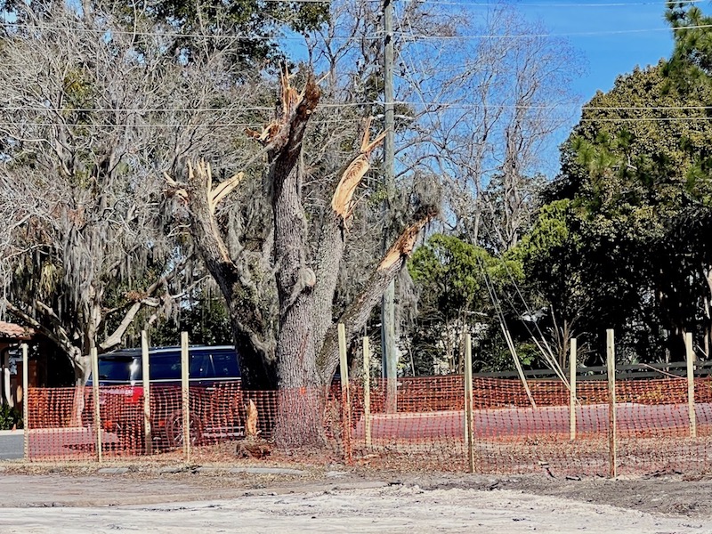 An orange construction fence surrounds the tree at the 7 Eleven site on the HIstoric Side of The Villages.