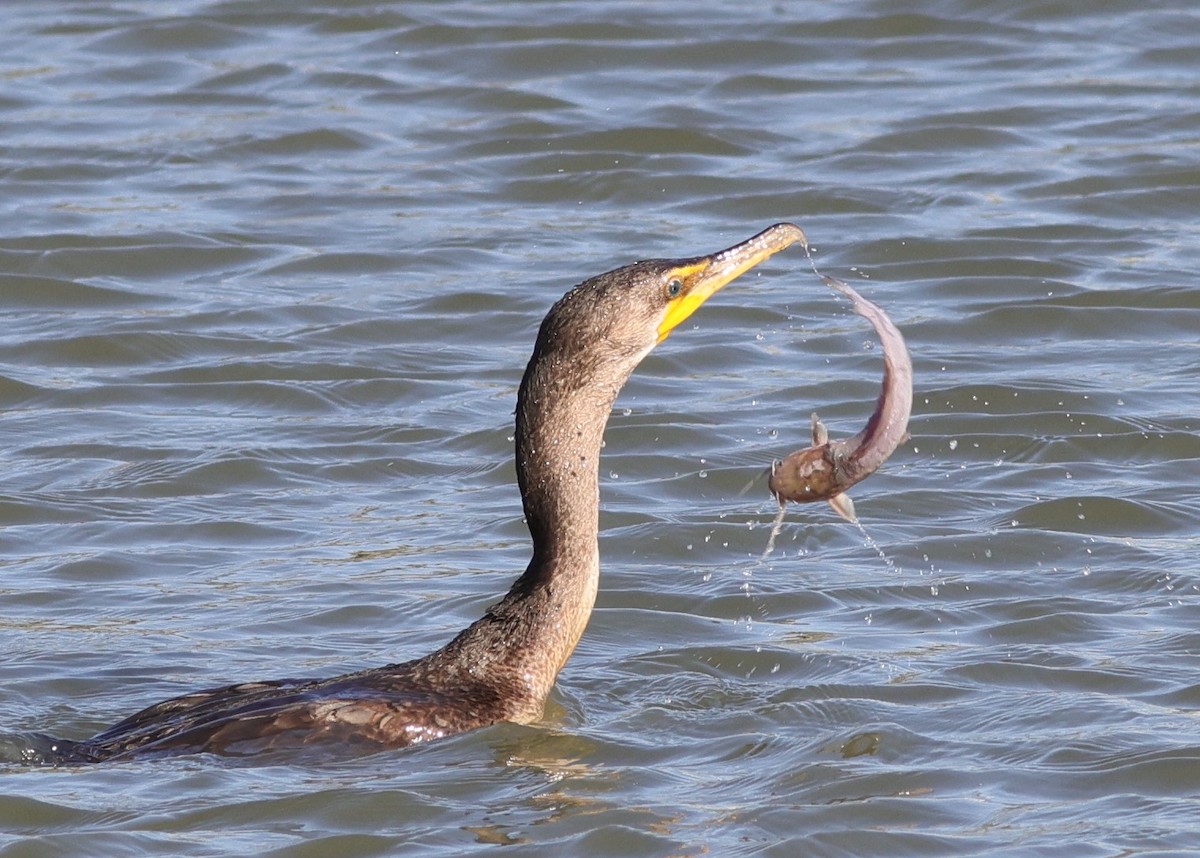Catfish Escaping Cormorant At Hogeye Pathway In The Villages