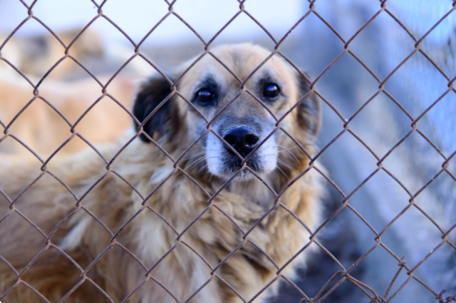 Dog in shelter