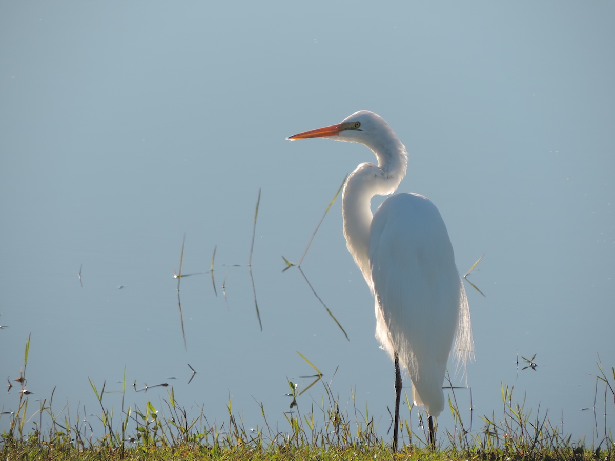 Egret On Golf Course In The Villages