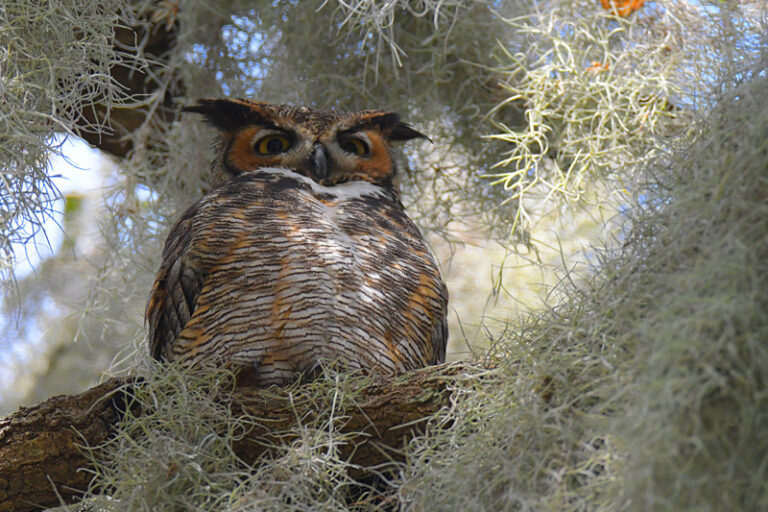 Great Horned Owl Resting In A Tree Near Cane Garden Country Club