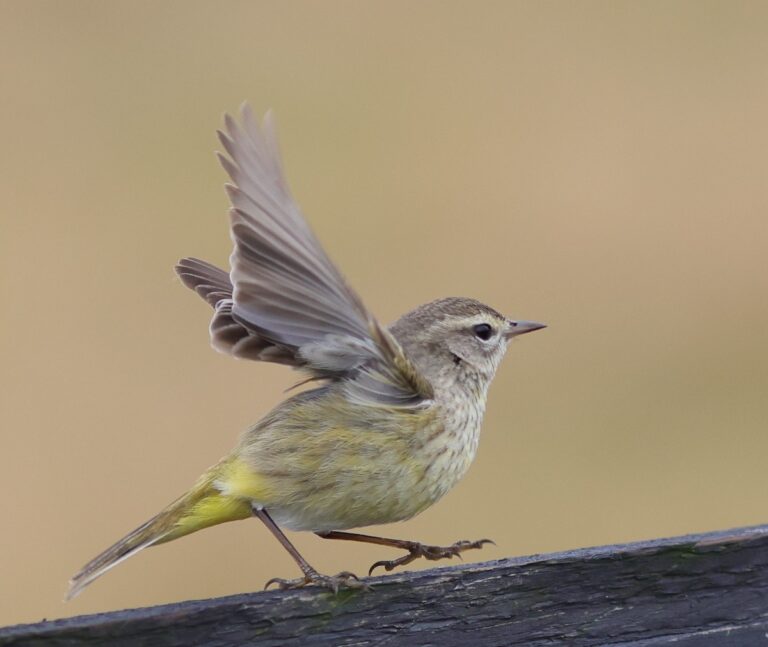 Little Palm Warbler Greeting Visitors To Hogeye Pathway In The Villages