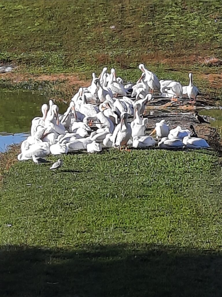 Pod Of Pelicans At Nancy Lopez Legacy Country Club