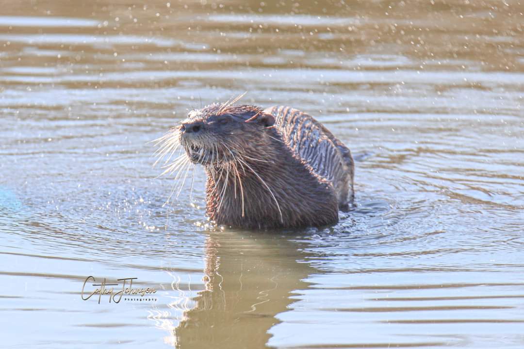 River Otter Near Village Of Marsh Bend River Otter Near Village Of Marsh Bend