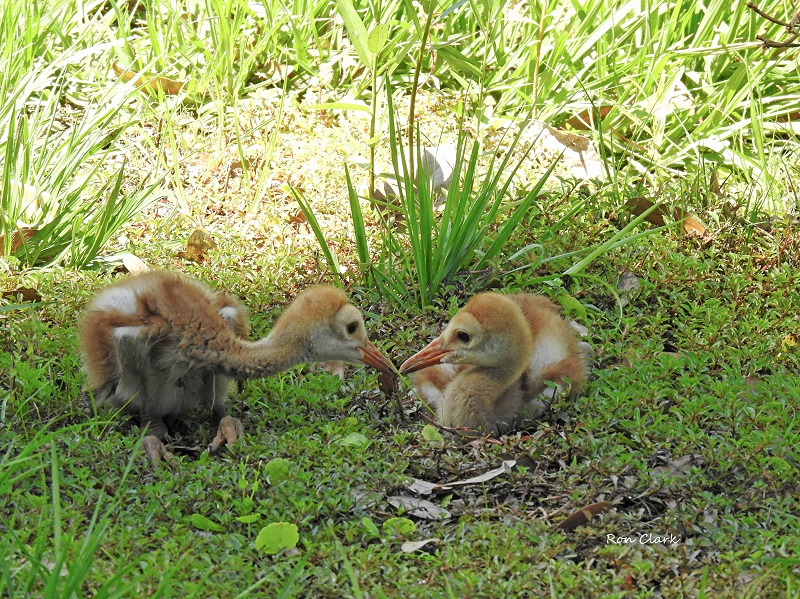 Sandhill Crane Colt Siblings In The Villages