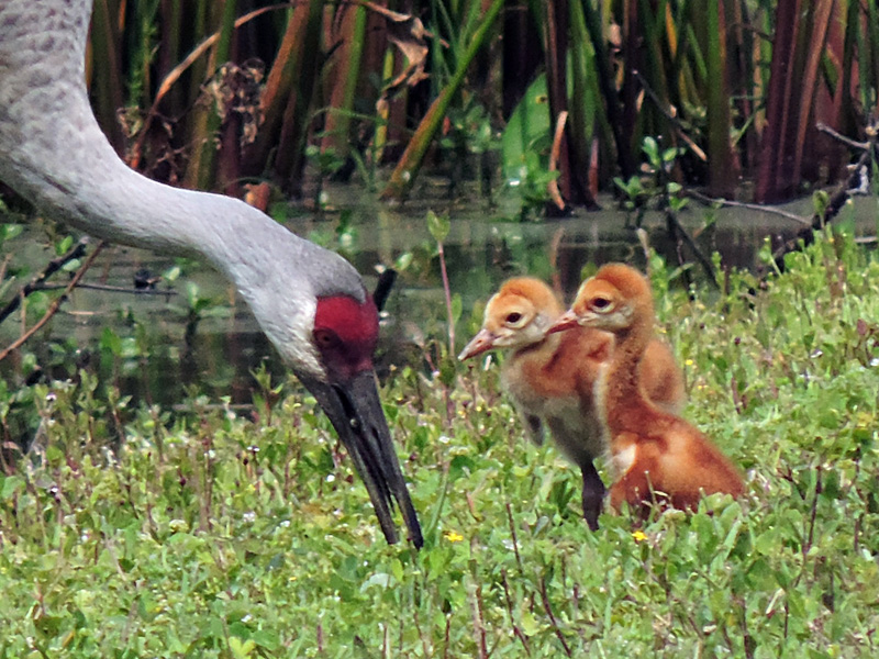 Sandhill Crane Colts Waiting Patiently To Be Fed In The Villages