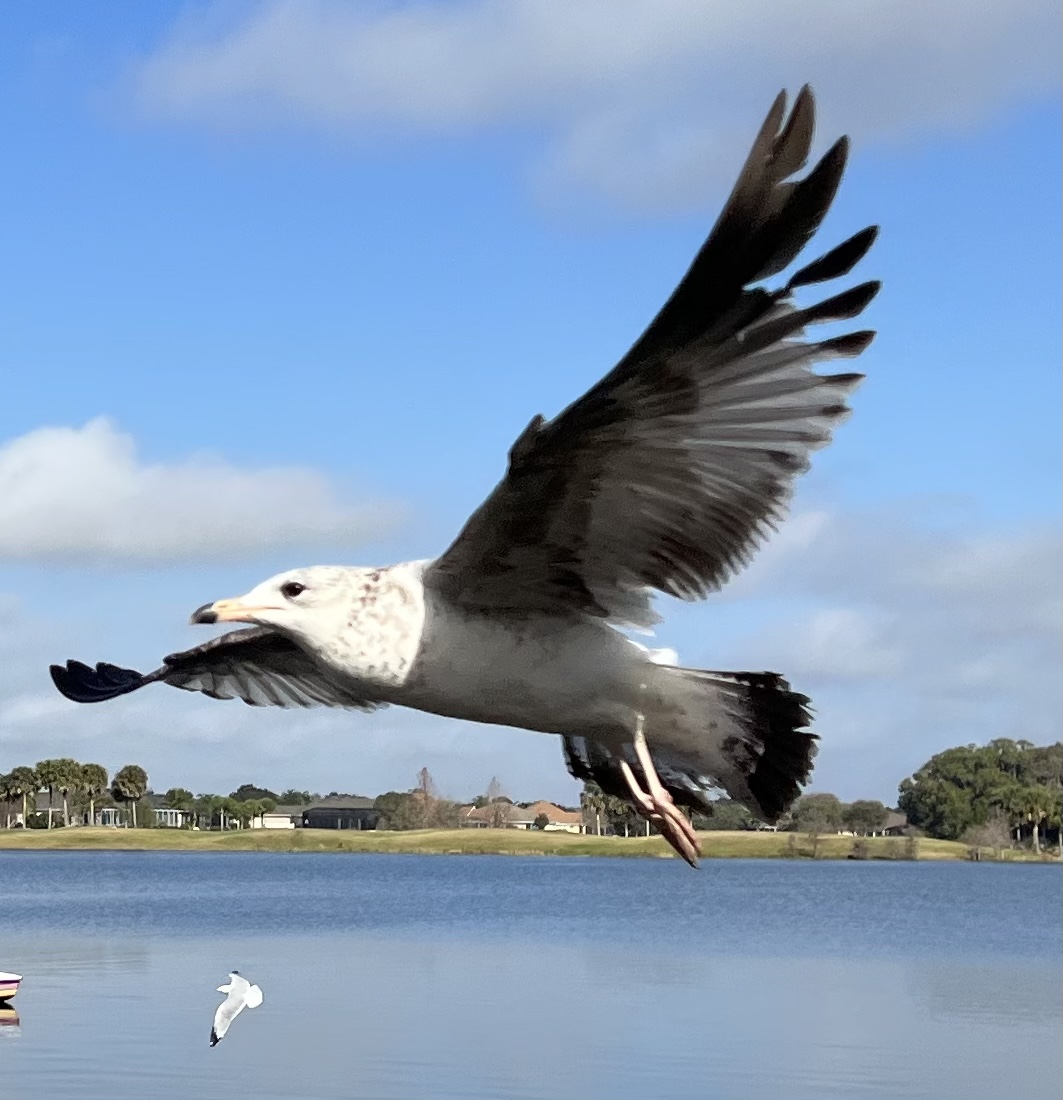 Soaring Seagull At Lake Sumter Landing