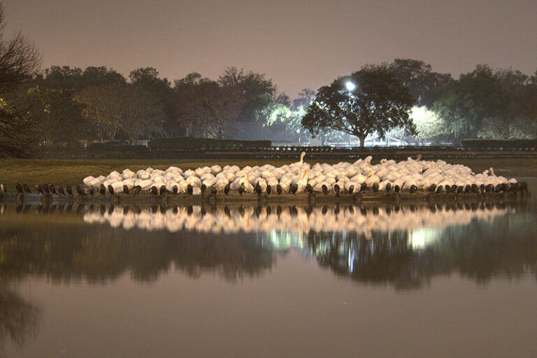 White Pelicans Roosting Behind Freedom Pointe In The Villages