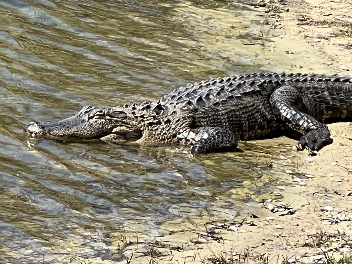 Alligator Enjoying Sun Near Rohan Recreation Center