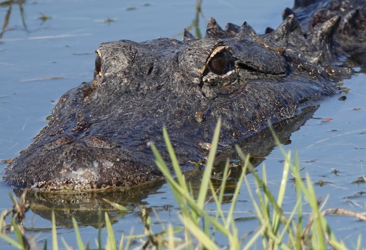 Alligator Posing At Brownwood Paddock Square In The Villages