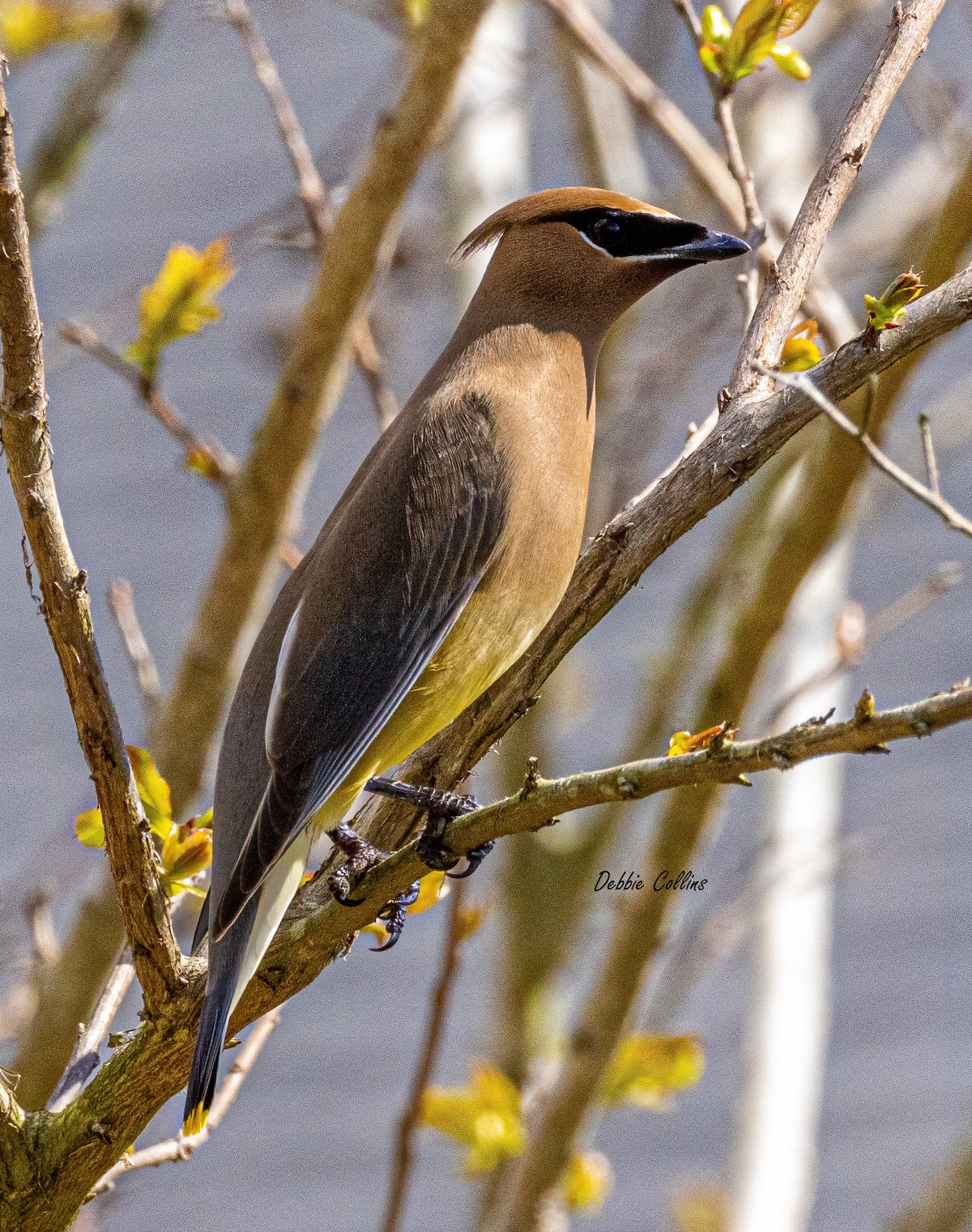 Beautiful Cedar Waxwing In The Village of Pine Hills