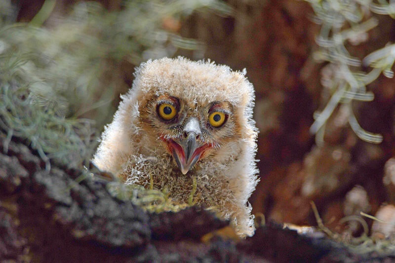 Great Horned Owlet In The Village Of Springdale