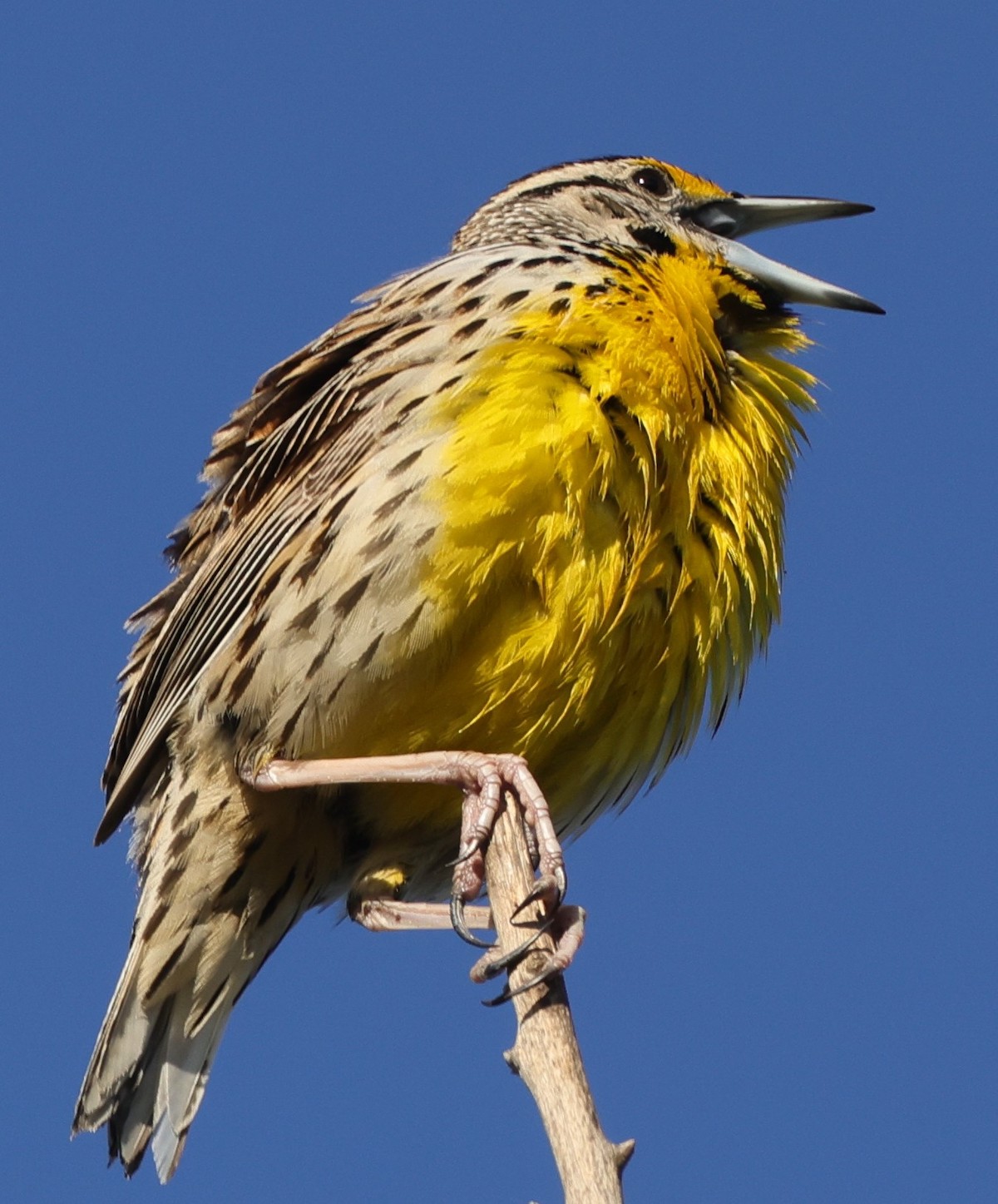 Meadowlark Singing On Hogeye Pathway In The Villages