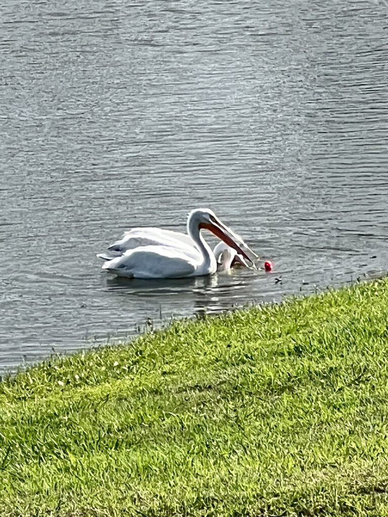 Pelicans Playing With Golf Ball In Water At Belmont Executive Golf Course In The Villages