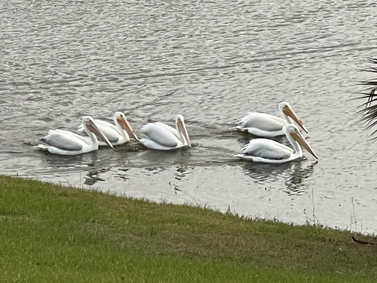 Pod Of White Pelicans In The Village Of Belvedere
