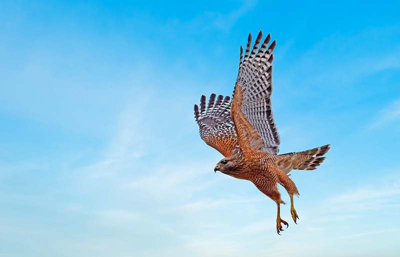 Red-Shouldered Hawk Flying Over Springdale Fitness Trail