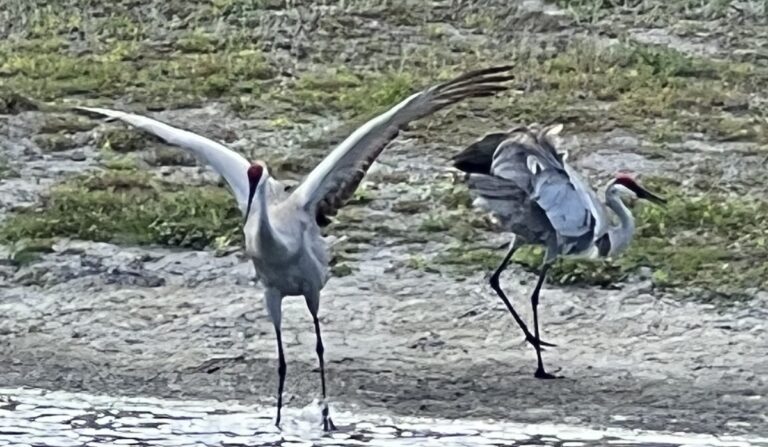 Sandhill Cranes Dancing Near Magnolia Plaza In The Villages