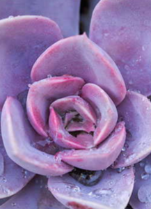 Carole E. Zollinger, Carole E. Zollinger,