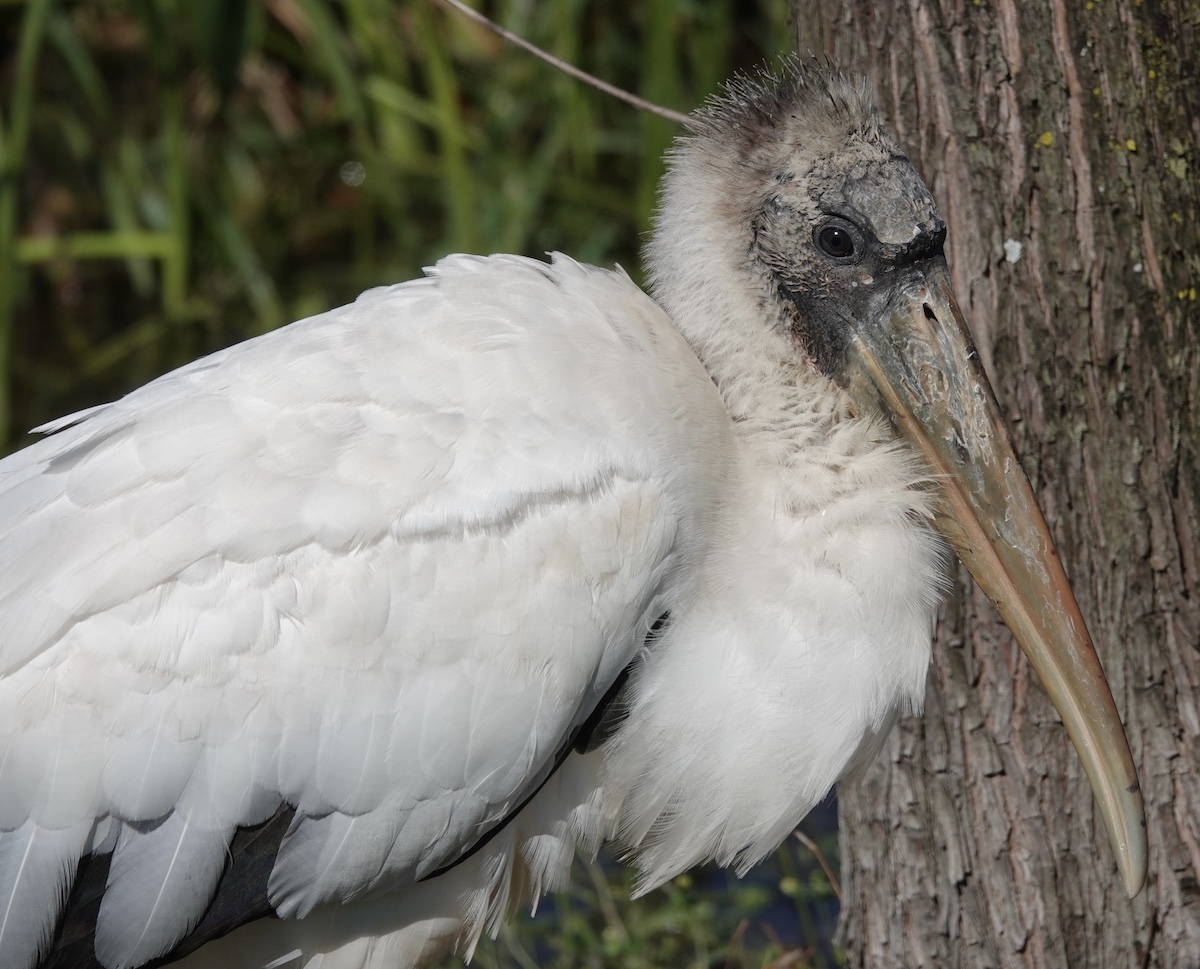 Stork Near Magnolia Plaza In The Villages