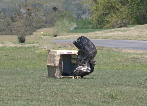 The eaglet emerged from the cage. The eaglet emerged from the cage.