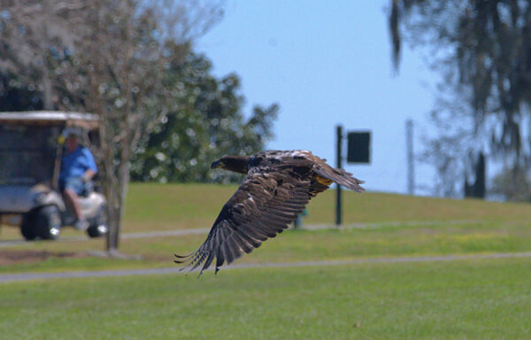The eaglet took flight