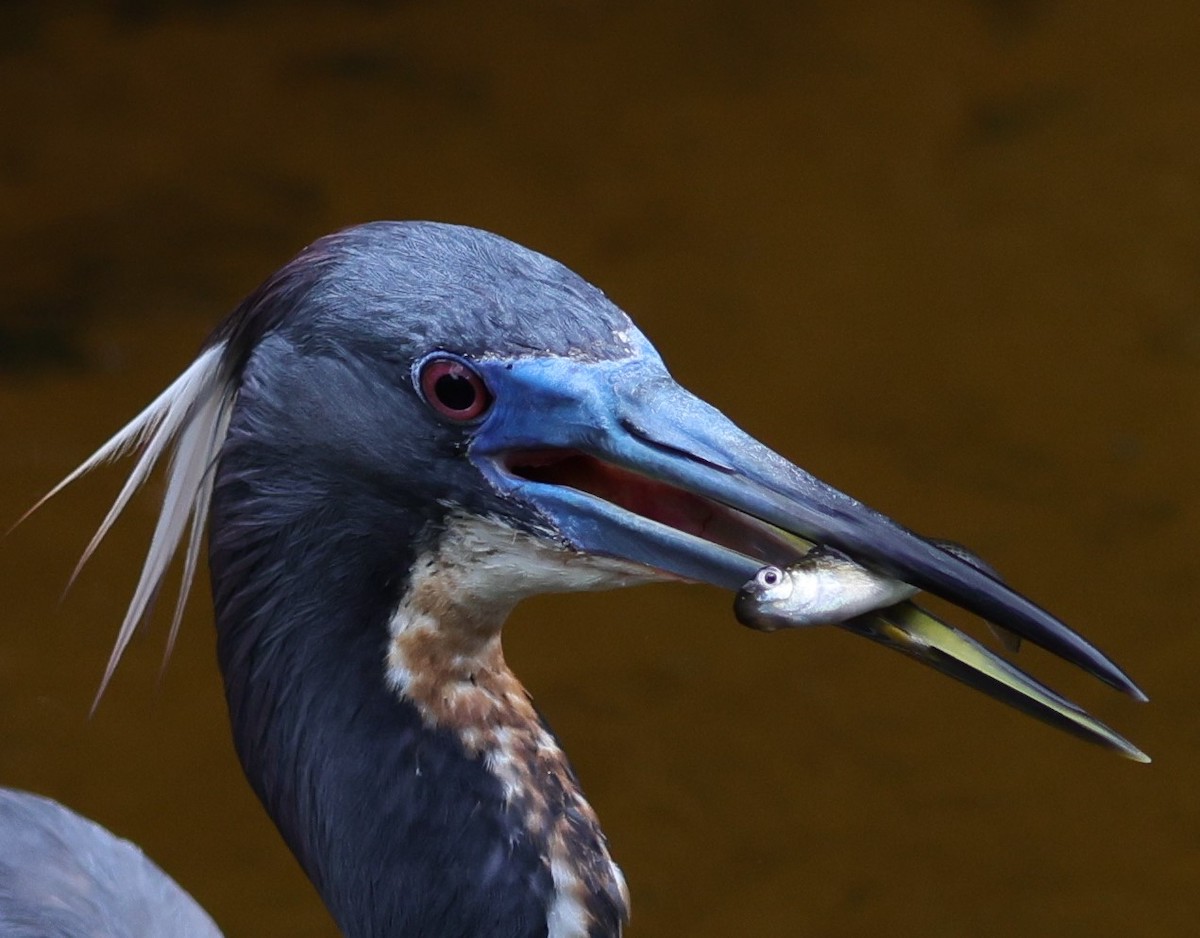 Tricolored Heron Catches Breakfast At Fenney Nature Trail