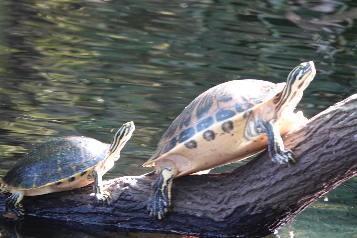 Two Turtles At Fenney Nature Trail