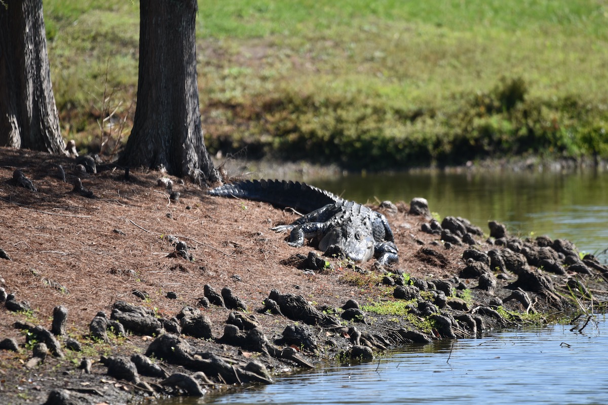 Alligator In The Sun In The Village Of Collier