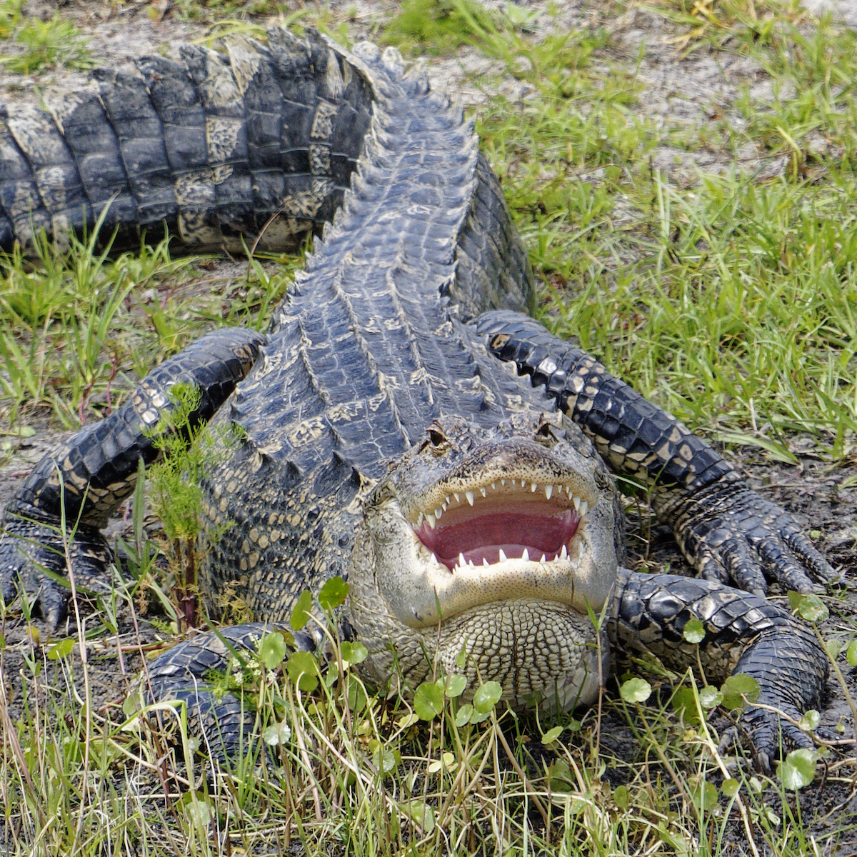 Alligator With A Monster Smile In The Villages