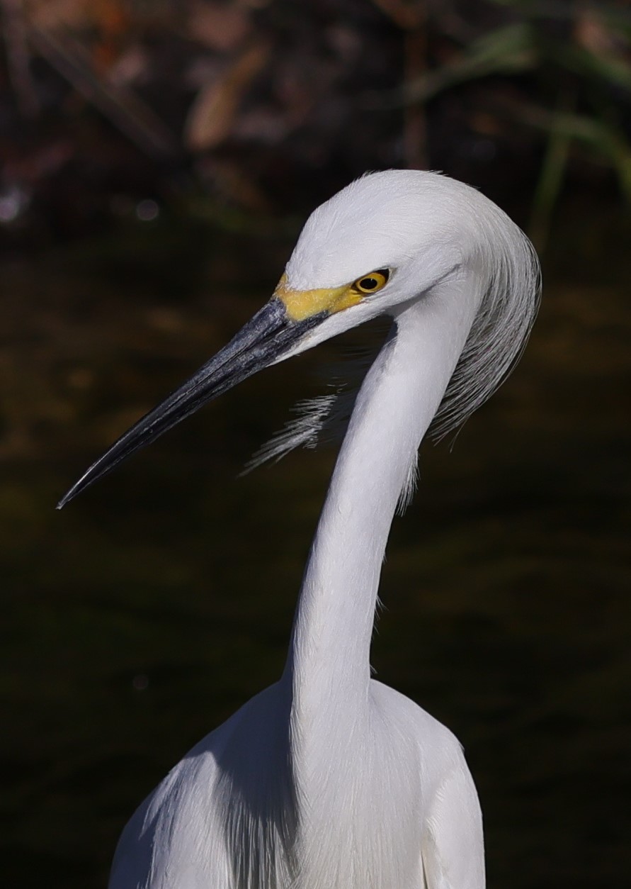 Beautiful Snowy Egret Behind Lake Deaton Plaza In The Villages