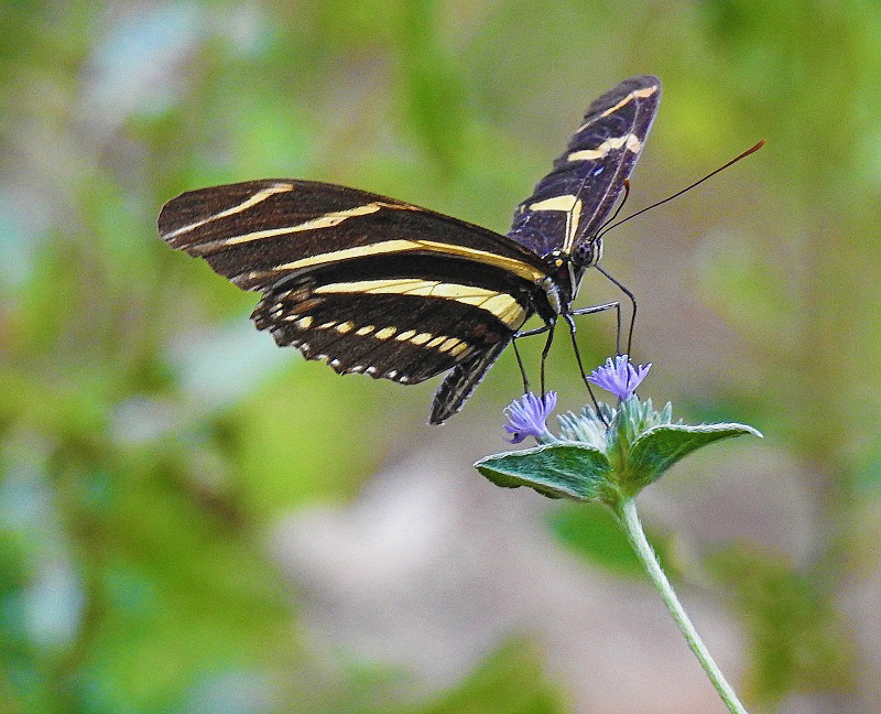 Butterfly On A Flower In The Villages