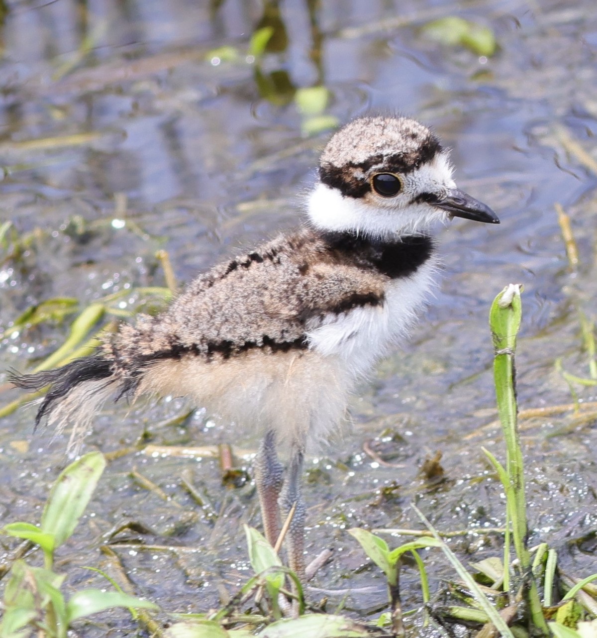 Killdeer Chick At Hogeye Pathway In The Villages