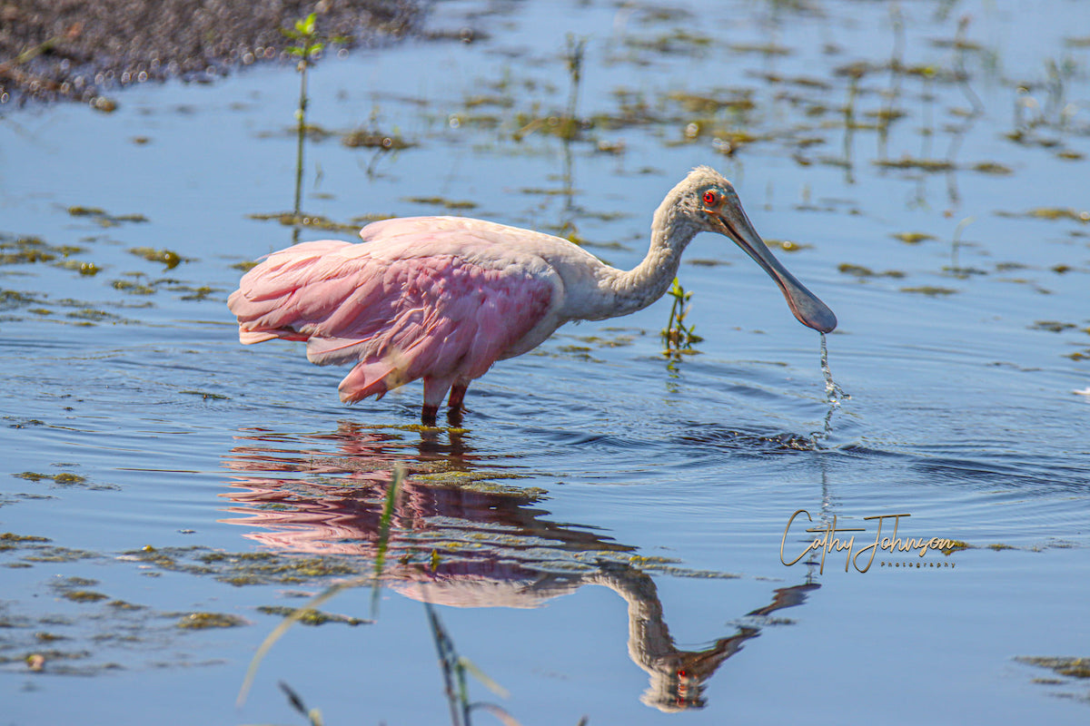 Roseate Spoonbill Foraging In Water At Marsh Bend In The Villages