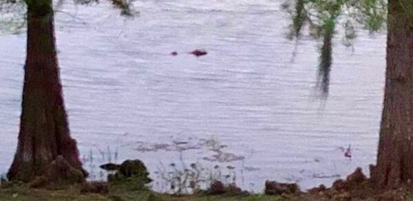 A resident took this photo of the alligator in the pond in the Village of Bonita a few days prior to Wednesdays attack.