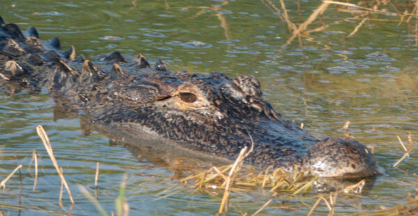 Alligator In Pond Near Meggison Road In The Villages